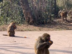 -重庆雨台山风景区