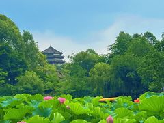 -桂湖森林公园