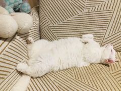-中农大我爱我爱动物医院·核磁CT·猫病·24小时夜诊中心(石佛营店)