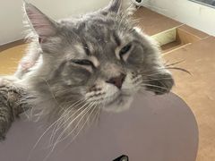 -楼上猫咖(罗湖店)