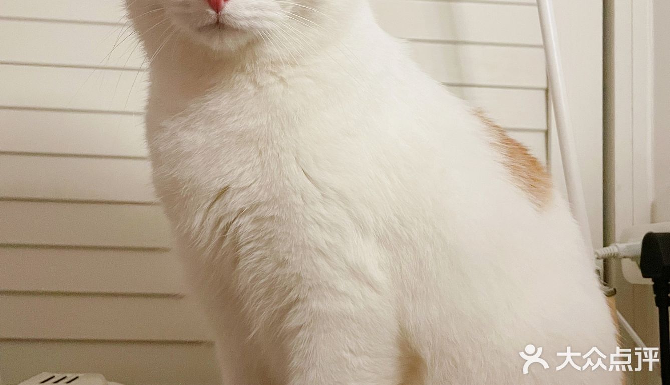 🐱小猫咪又能有什么坏心思呢…不过就是骗吃骗喝🤣
