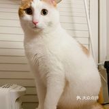 🐱小猫咪又能有什么坏心思呢…不过就是骗吃骗喝🤣
