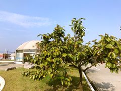 -胜华驾校·小猫学车(银都店)