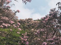 -梧桐山风景名胜区