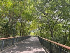 -金鸡山公园