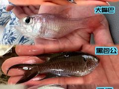 -小猫钓鱼海钓俱乐部(椰梦长廊店)