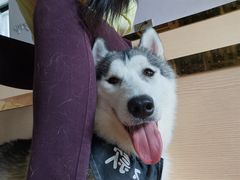 -Husky Go! 哈士奇体验馆·宠物咖啡厅狗咖