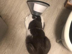 -萌兽医馆·犬猫专科·眼科中心·宠物医院(朝阳门分院)