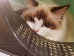 -欣宠猫屋·矮脚拿破仑·蓝金金渐层