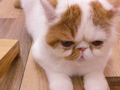 -袖虎·猫馆(体育西路店)