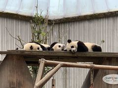 -卧龙中华大熊猫苑神树坪基地