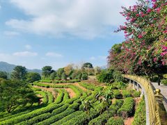 -雁南飞茶田景区