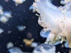 -太平洋海底世界