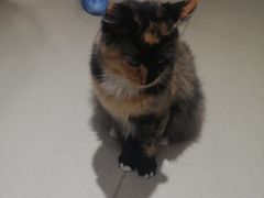 -藏猫猫咖啡主题馆(中央大道店)