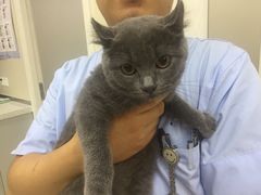 -爱妮康宠物医院·干细胞免疫细胞·肿瘤·心脏(张江店)