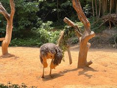 -广州长隆野生动物世界