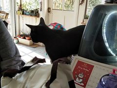 -海边的猫和咖啡馆
