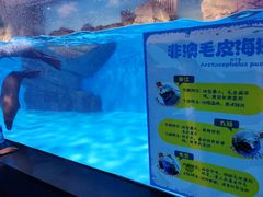 -上海海昌海洋公园-冰山北极馆
