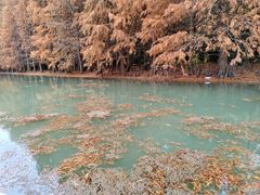 -上海海湾国家森林公园