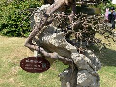-上海醉白池公园