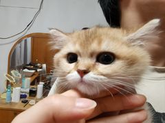 -瑞鹏宠物医院·夜间急症·心超·猫科(祖庙分店)