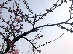 -树山生态村