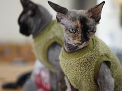 -猫小院猫主题餐厅(南锣旗舰店)