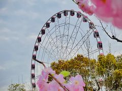 -顾村公园