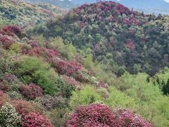 -贵州百里杜鹃风景名胜区