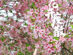-天适樱花悠乐园