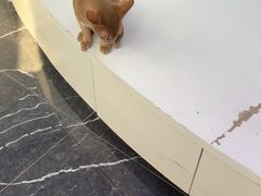 -小猫来了·猫咪专售(红山六九七九店)