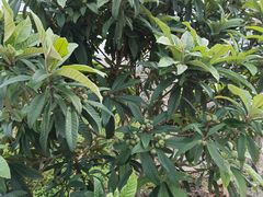 -小鱼草莓采摘园农家乐·小鱼餐厅