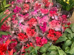 -龙大花卉苗木市场