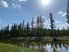 -黄海国家森林公园