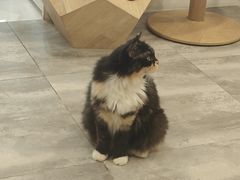 -楼上猫咖(罗湖店)