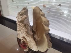 -青岛贝壳博物馆