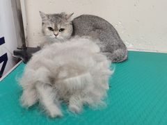 -芭比堂宠物医院·全科爱猫医院·仁德分院