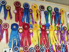 -柴犬高等学院·狗咖·柴犬售卖·宠物训练