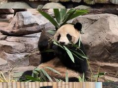 -广州长隆野生动物世界