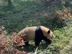 -中国大熊猫保护研究中心雅安碧峰峡基地