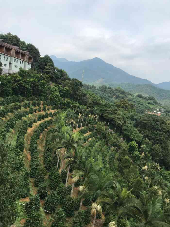 南坑咖啡(南靖经销商)-"16年春节去武夷山旅行,游览武夷山后,来.