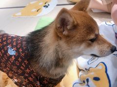 -逗柴咖啡屋·狗咖猫咖宠物桌游