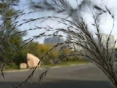 -黑龙江省森林植物园