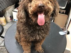 -小尾巴宠物店(万科·金域华庭店)