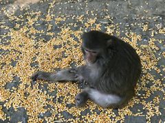 -苏州上方山国家森林公园