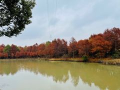 -上海海湾国家森林公园