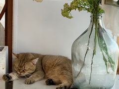 -共舞时光猫咖·狗咖(新街口店)