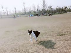 -上海长兴岛郊野公园