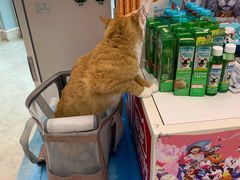-纳吉亚猫专科动物医院·北北分院