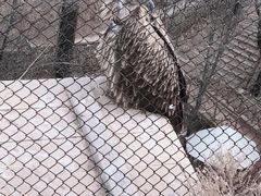 -青藏高原野生动物园